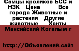 Самцы кроликов БСС и НЗК › Цена ­ 400 - Все города Животные и растения » Другие животные   . Ханты-Мансийский,Когалым г.